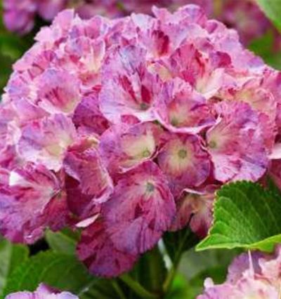 Гортензия RoCo Ribbon Blue