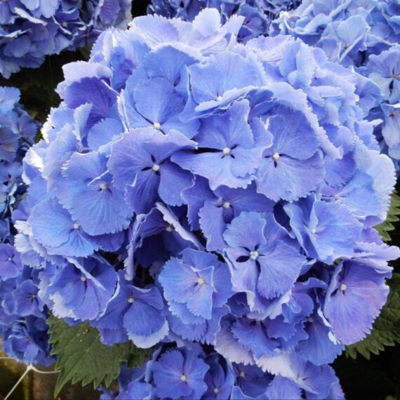 Гортензия Magical Blue Bells