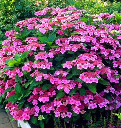 Гортензия Аверлоз