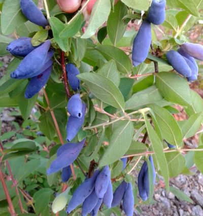 саджанці жимолості