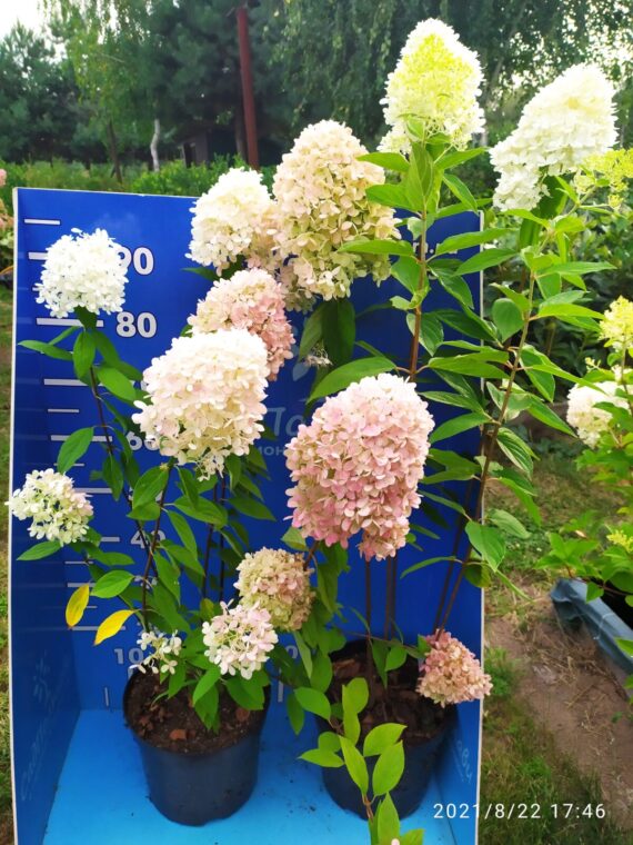 Саженцы гортензии в горшке 8л