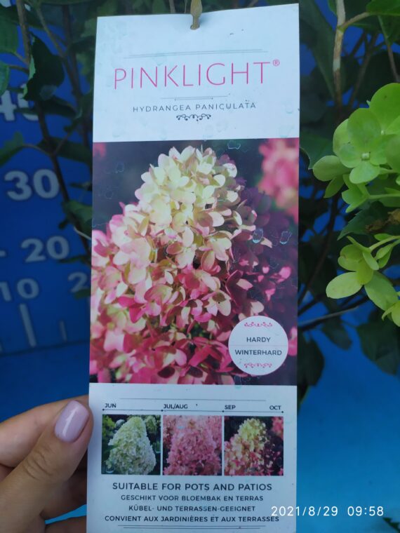 Гортензія волотиста Pinklight