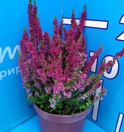 Саженцы вереска