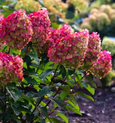 Гортензия метельчатая "Living Colourful Cocktail"