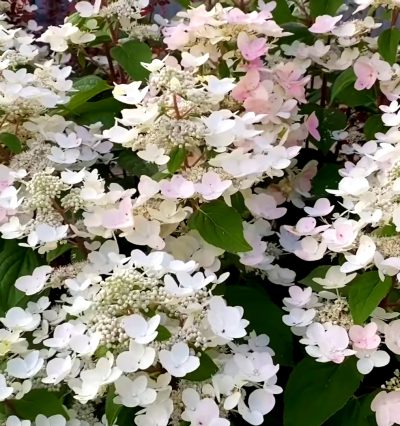 Гортензия Тач оф Пинк "Living Touch of Pink"