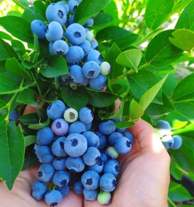 Саженцы голубики