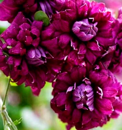 Клематіс Purpurea Plena Elegans