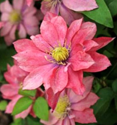 Клематис Little Mermaid