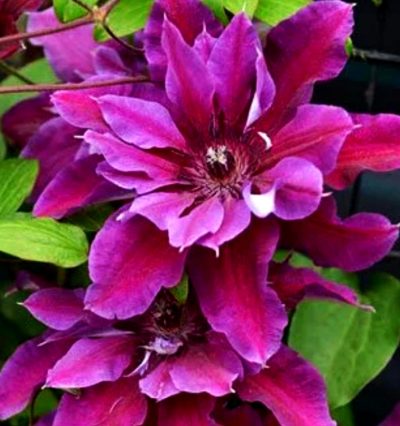 Клематис My Beauty