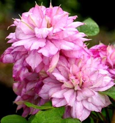 Клематис Инносент Гланс "Innocent Glance"