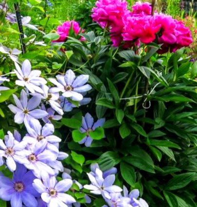Декоративные растения и цветы