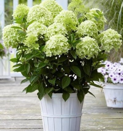 Гортензия метельчатая Whitelight