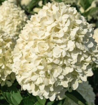 Гортензія Лівінг Котон Крем