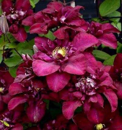 Клематис Clematis Jan III Sobieski