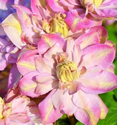 Клематис Инносент Блаш