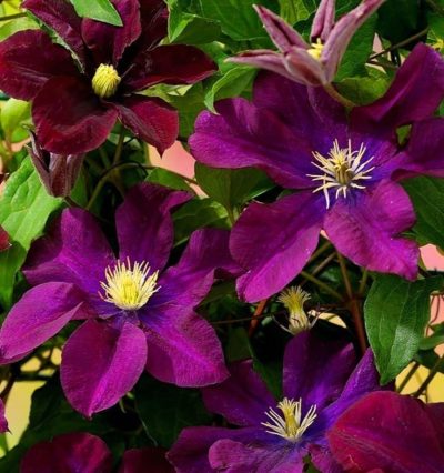 клематис варшавская ночь