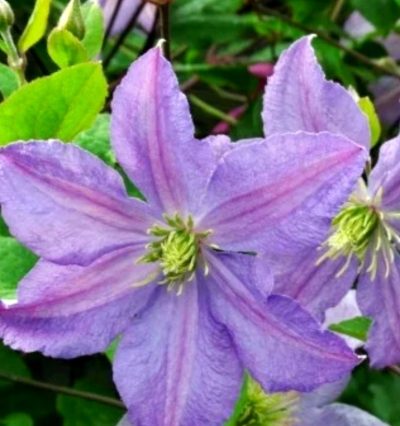 Клематис Эмилия Платер "Emilia Plater"