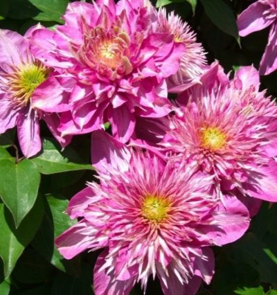 Клематис Кайзер "Kaiser"