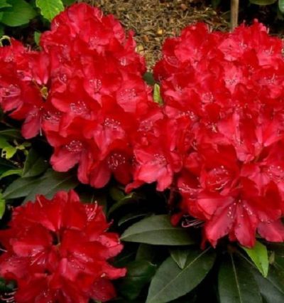 Рододендрон Владислав Ягелло "Wladyslaw Jagiello"