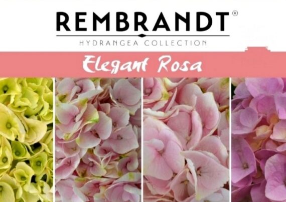 Гортензия макрофила Rembrandt Elegant Rose