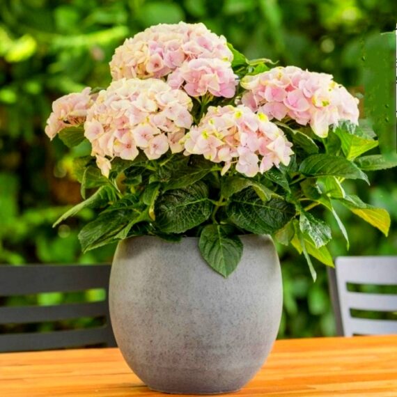 Гортензия макрофила Rembrandt Elegant Rose
