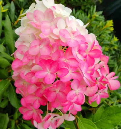 Гортензія волотиста Лівінг Пінк Розе Лівінг Пінк Розе