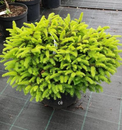 Ель обыкновенная Нидиформис