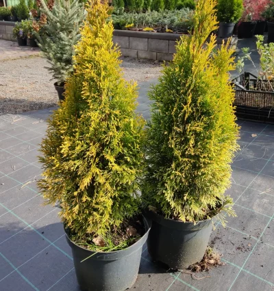 Туя западная Голден Смарагд