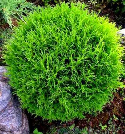 Туя западная Даника