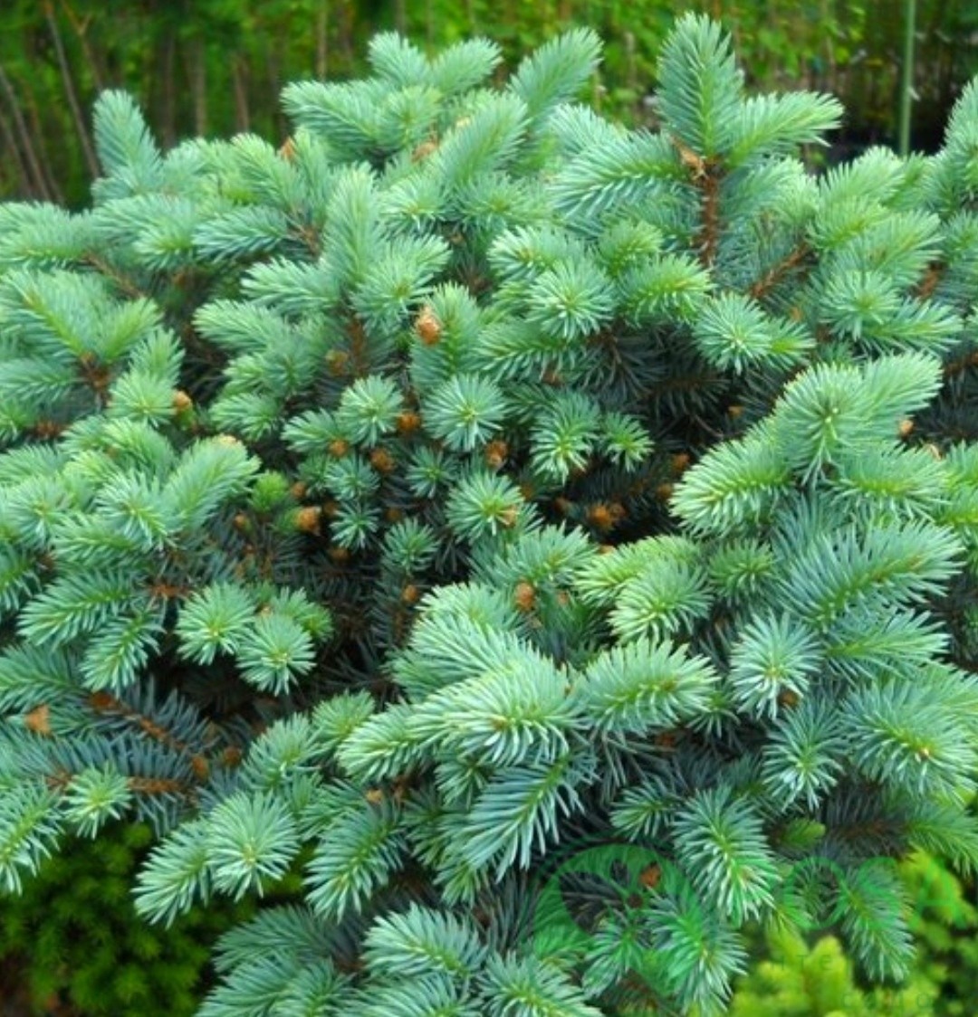 Ель колючая (Picea pungens 