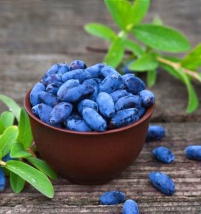 Жимолость Аврора