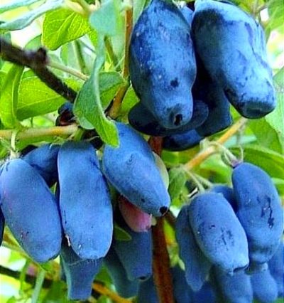 Жимолість Бакчарська Ювілейна