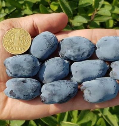 Жимолість Бореал Бліззард