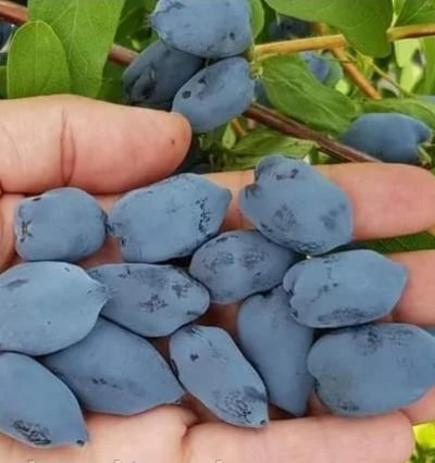 Жимолость Бореал Б'юті