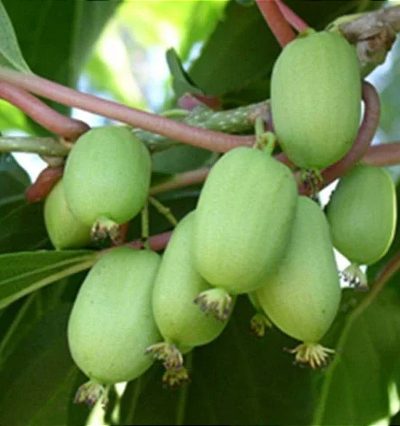 Актинидия Киевская Крупноплодная