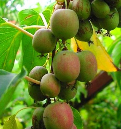 Саджанці актинідії і ківі