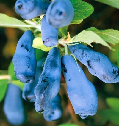 Жимолість Морена