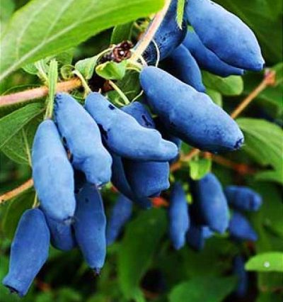 Жимолость Гордость Бакчара