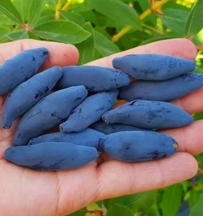 Жимолість Захоплення