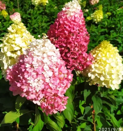 Гортензія волотиста Living Pinki Pramise