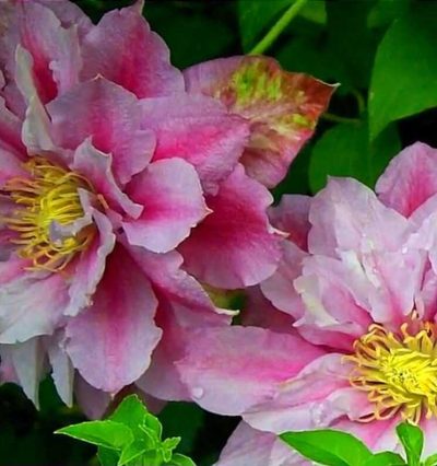 Клематис Piilu