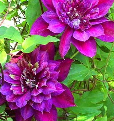 Клематіс Temptation