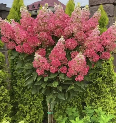 Гортензія на штамбі Строберрі Блоссом