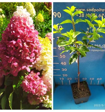 Гортензия на штамбе Living Pinki Pramise