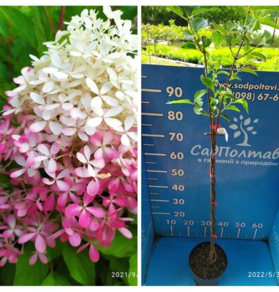 Гортензия а штамбе Ливинг Роял Флауэр "Living Royal Flower"