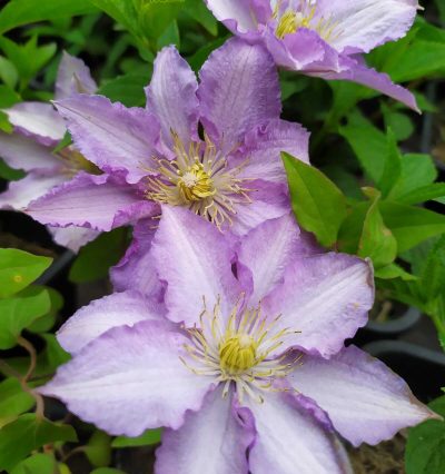 Клематис Джон Пиктон