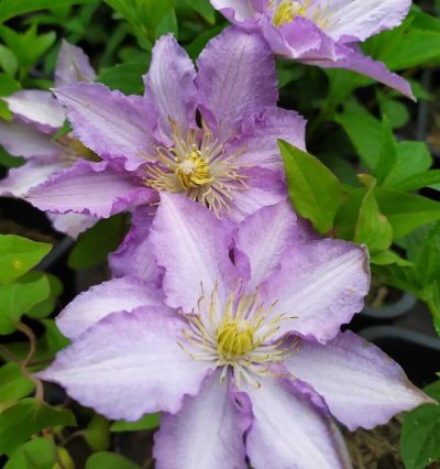 Клематис Джон Піктон