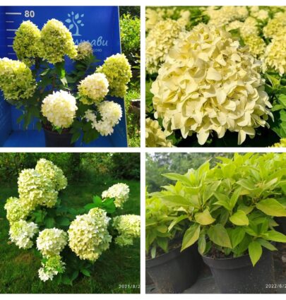 Гортензия Литл Спуки hydrangea paniculata little spooky
