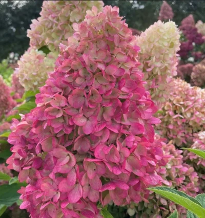 Гортензия метельчатая Редлайт "Redlight"