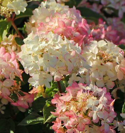 Гортензия Петит Стар